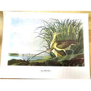 Audubon Birds of America Long-Billed Curlew Original Print Vtg 1950 Peterson